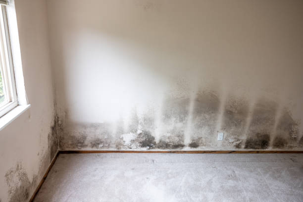 Best Emergency Mold Remediation  in Grand Island, NE